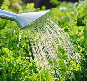 watering plants