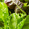 lettuce