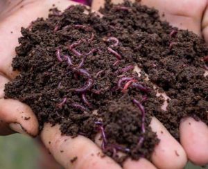 worm castings